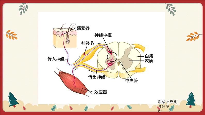12.1神经系统与神经调节（2）（课件+教学设计+练习+学案）04