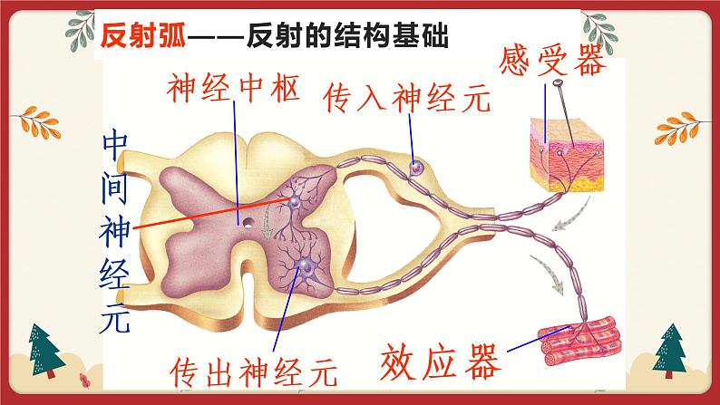 12.1神经系统与神经调节（2）（课件+教学设计+练习+学案）06