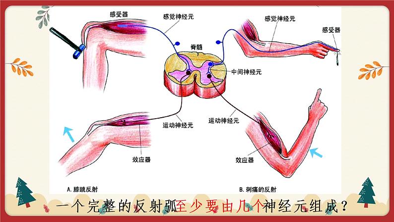 12.1神经系统与神经调节（2）（课件+教学设计+练习+学案）07