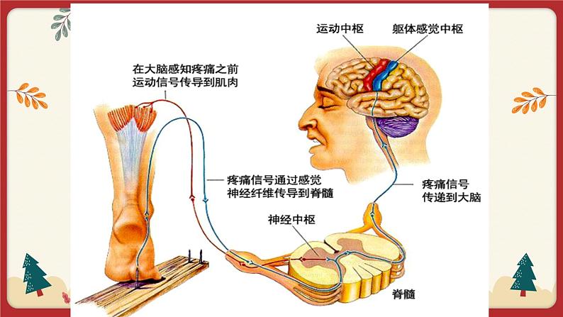12.1神经系统与神经调节（2）（课件+教学设计+练习+学案）08