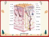 11.3 皮肤与汗液分泌（课件+教学设计+练习+学案）