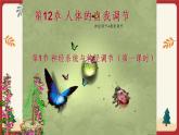 12.1神经系统与神经调节（1）（课件+教学设计+练习+学案）