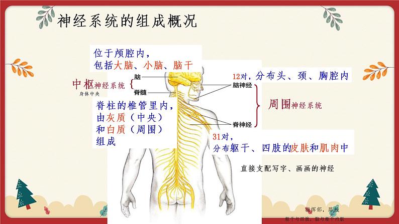 12.1神经系统与神经调节（1）（课件+教学设计+练习+学案）06