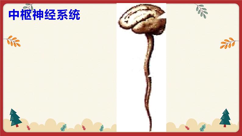 12.1神经系统与神经调节（1）（课件+教学设计+练习+学案）08