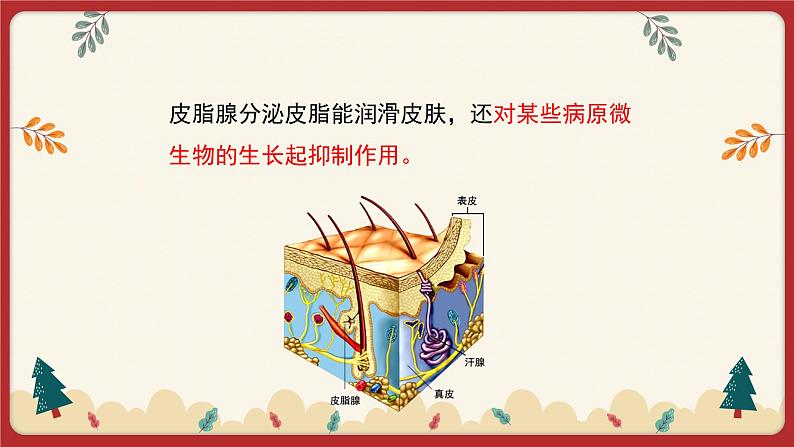 13.3 人体免疫（课件）第6页