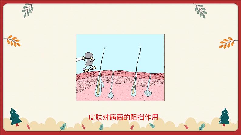 13.3 人体免疫（课件）第7页