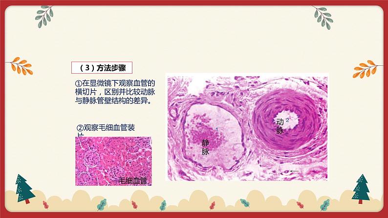 9.2血液循环（1）（课件+教学设计+练习+学案）04