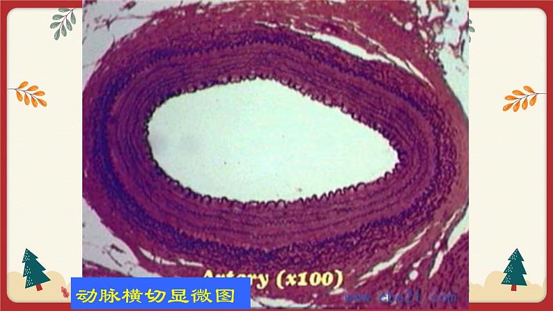 9.2血液循环（1）（课件+教学设计+练习+学案）06