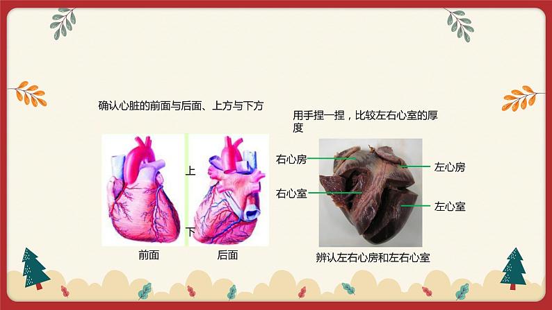 9.2血液循环（2）（课件+教学设计+练习+学案）05