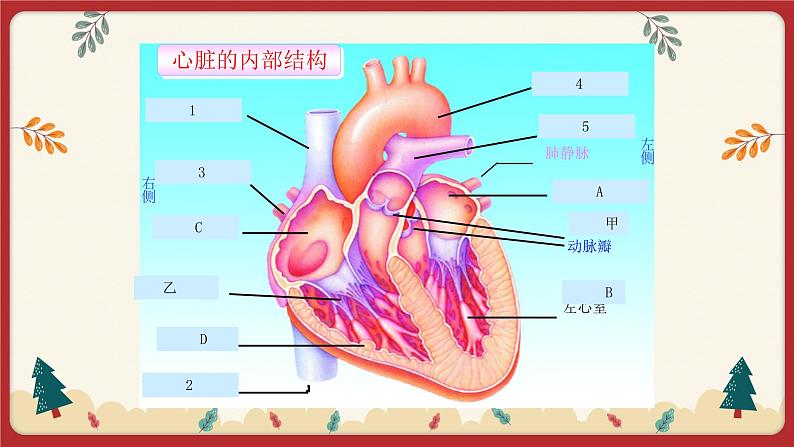 9.2血液循环（2）（课件+教学设计+练习+学案）06