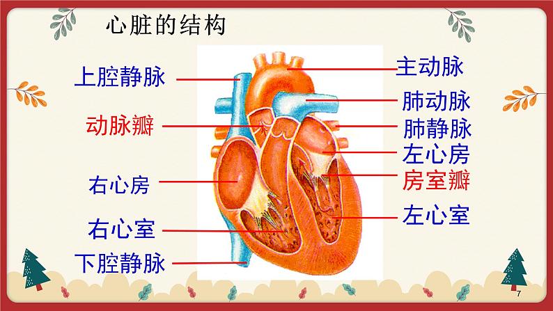 9.2血液循环（2）（课件+教学设计+练习+学案）07