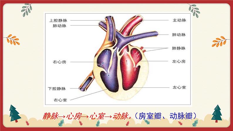 9.2血液循环（2）（课件+教学设计+练习+学案）08