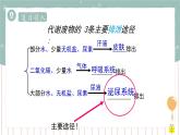 11.2 尿的形成与排出（1）（课件+教案+练习+导学案）