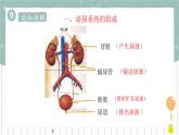 11.2 尿的形成与排出（1）（课件+教案+练习+导学案）