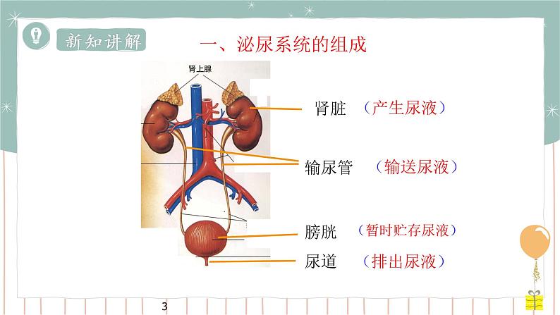 11.2 尿的形成与排出（1）（课件+教案+练习+导学案）03