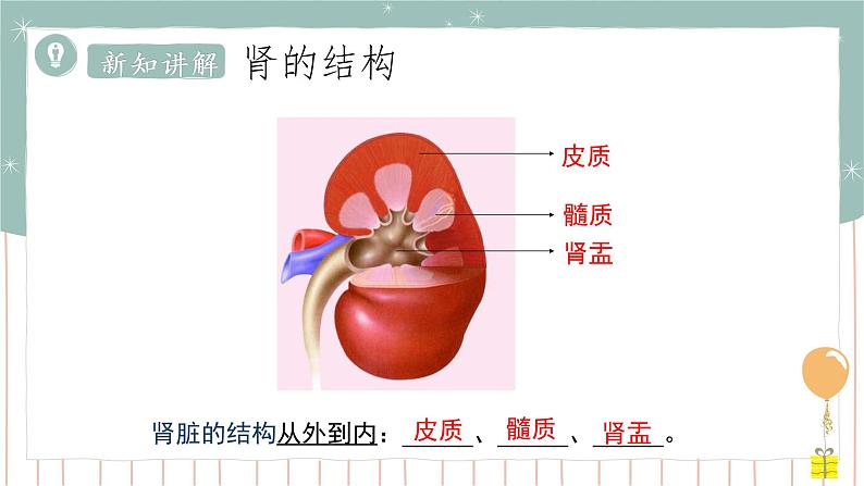 11.2 尿的形成与排出（1）（课件+教案+练习+导学案）05