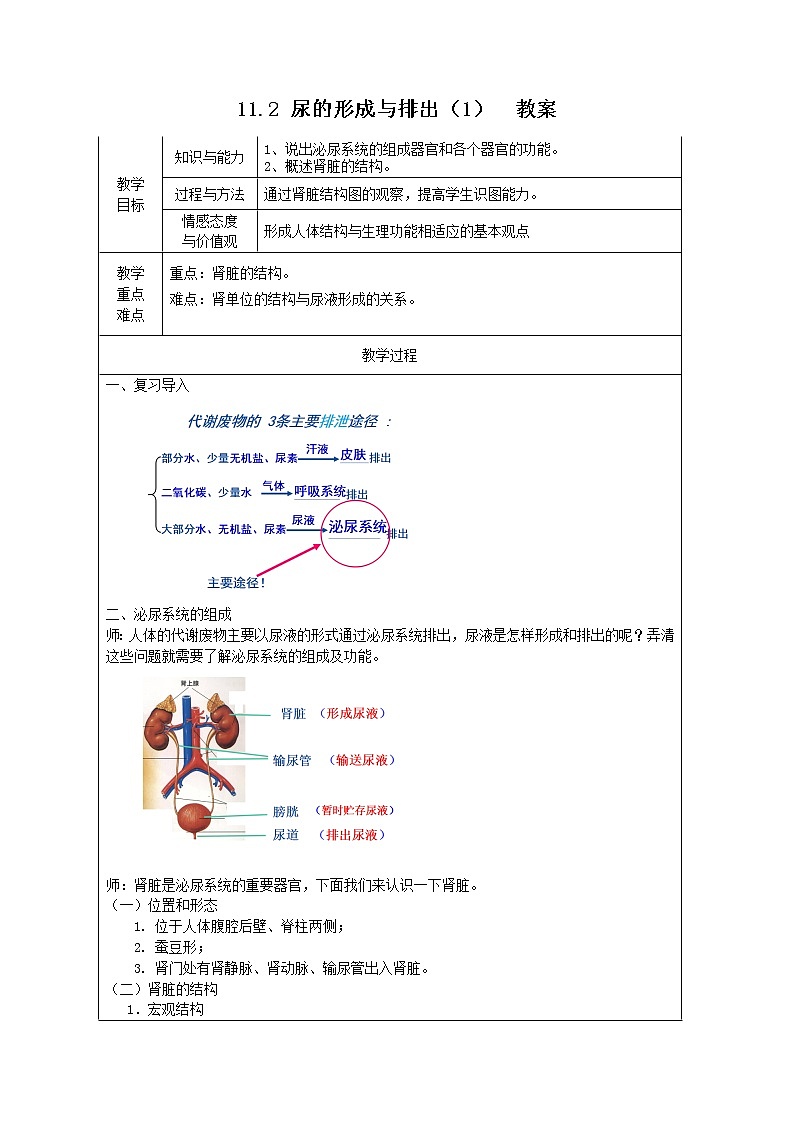 11.2 尿的形成与排出（1）（课件+教案+练习+导学案）01