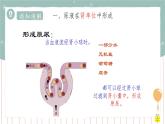 11.2 尿的形成与排出（2）（课件+教案+练习+导学案）