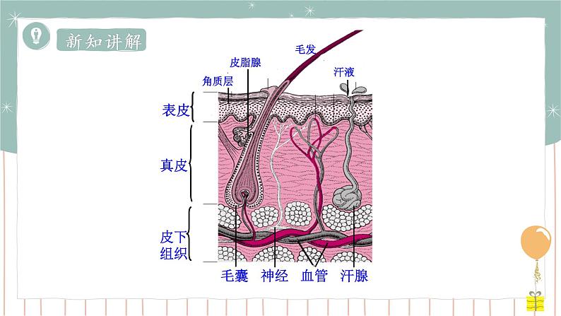 11.3 皮肤与汗液分泌（课件+教案+练习+导学案）03