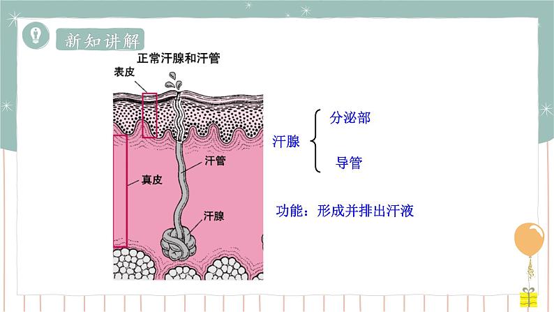 11.3 皮肤与汗液分泌（课件+教案+练习+导学案）06