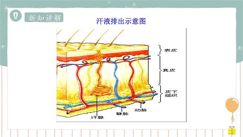 11.3 皮肤与汗液分泌（课件+教案+练习+导学案）07