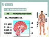 12.1神经系统与神经调节（1）（课件+教案+练习+导学案）