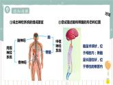 12.1神经系统与神经调节（1）（课件+教案+练习+导学案）