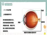 12.2感受器和感觉器官（1）（课件+教案+练习+导学案）