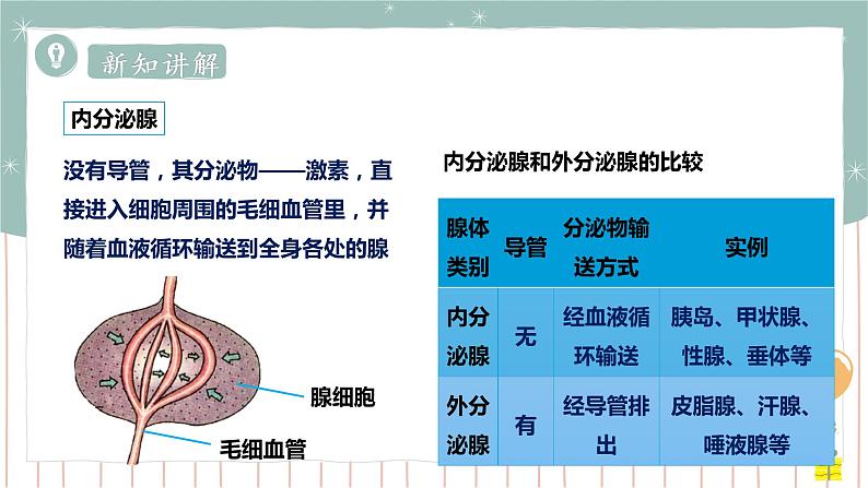 12.3激素调节（课件+教案+练习+导学案）04