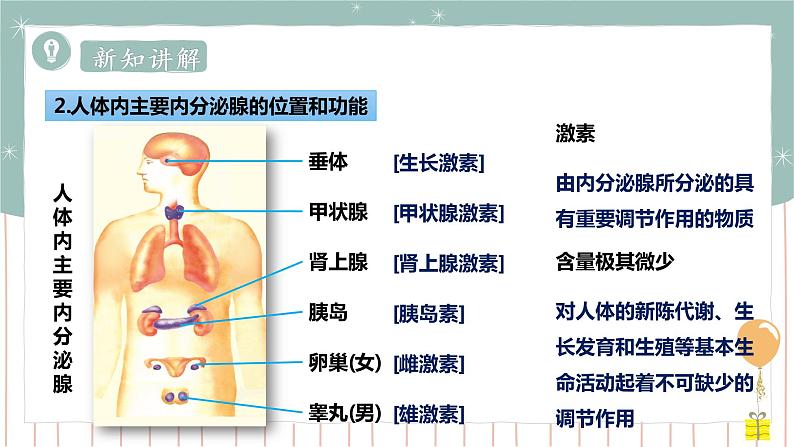 12.3激素调节（课件+教案+练习+导学案）05