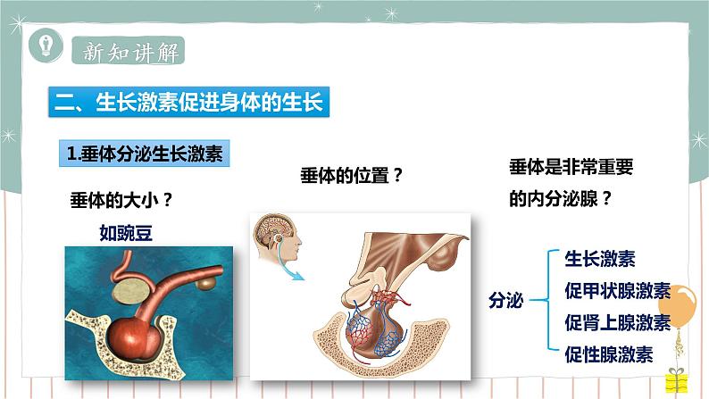 12.3激素调节（课件+教案+练习+导学案）07