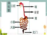 8.2食物的消化和营养物质的吸收（课件+教案+练习+导学案）