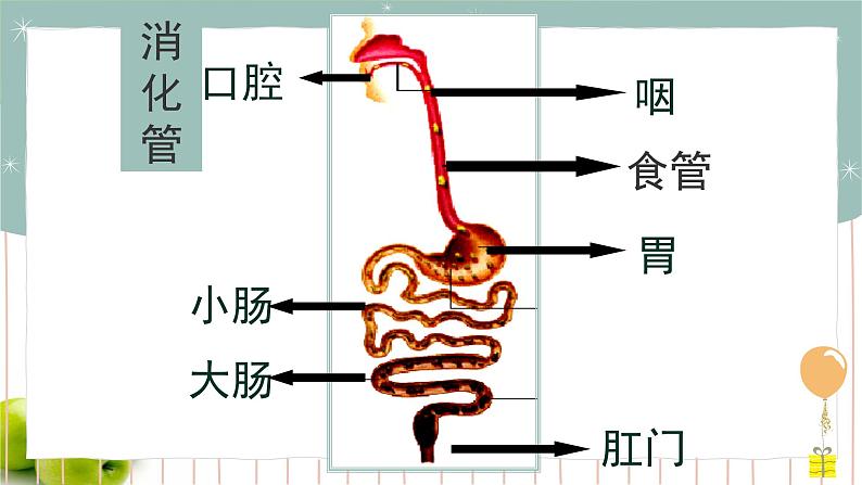 8.2食物的消化和营养物质的吸收（课件+教案+练习+导学案）04