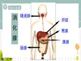 8.2食物的消化和营养物质的吸收（课件+教案+练习+导学案）