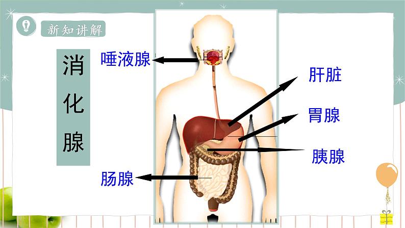 8.2食物的消化和营养物质的吸收（课件+教案+练习+导学案）05