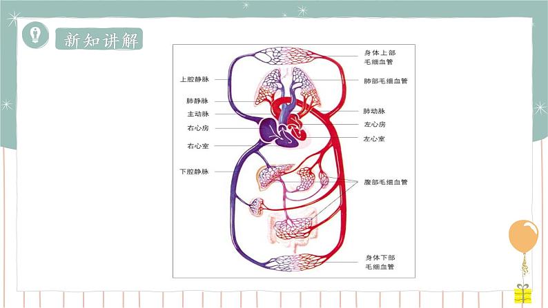 9.2血液循环（课件+教案+练习+导学案）02