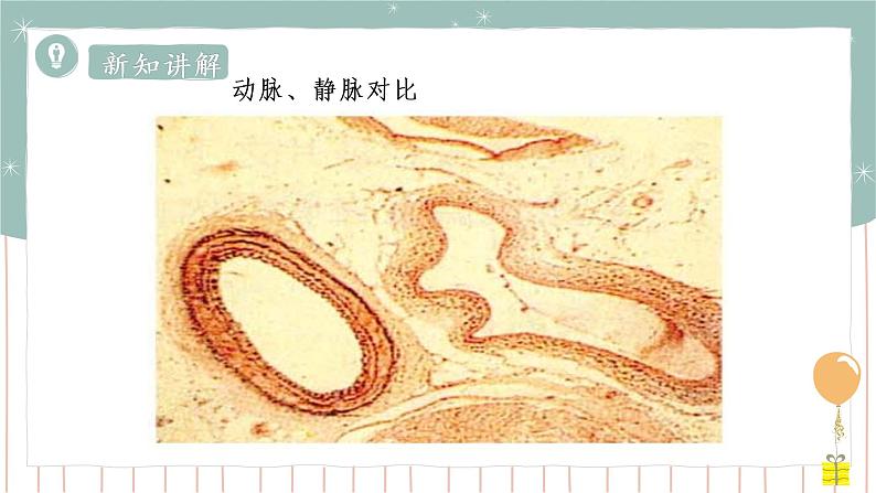 9.2血液循环（课件+教案+练习+导学案）05