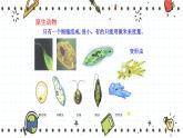 22.2原生生物的主要类群（课件+教学设计+练习+学案）