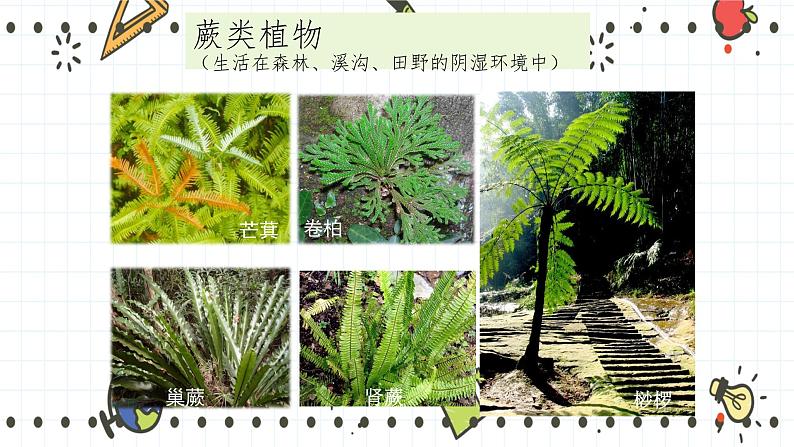 22.3植物的主要类群（1）-课件第7页