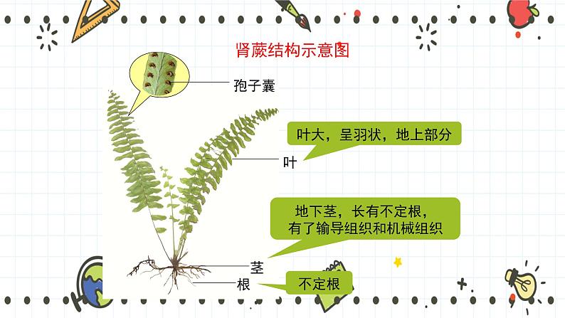 22.3植物的主要类群（1）-课件第8页