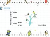 22.3植物的主要类群（2）（课件+教学设计+练习+学案）