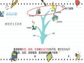22.3植物的主要类群（2）（课件+教学设计+练习+学案）
