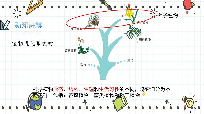 22.3植物的主要类群（2）（课件+教学设计+练习+学案）04