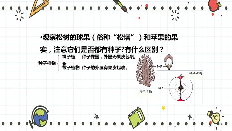 22.3植物的主要类群（2）（课件+教学设计+练习+学案）06