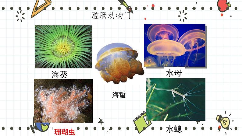 22.4动物的主要类群（1）（课件+教学设计+练习+学案）06