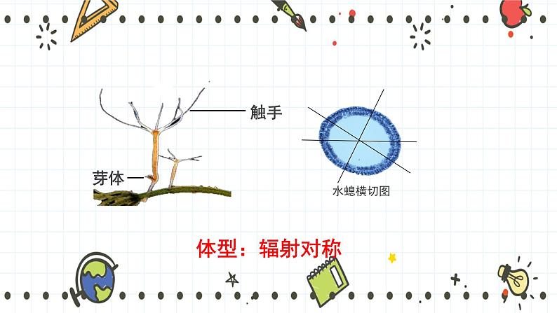 22.4动物的主要类群（1）（课件+教学设计+练习+学案）08