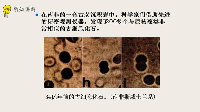 21.2生物的进化（2）（课件+教案+练习+导学案）06