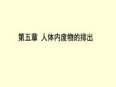 人教版七年级生物下册----4.5人体内废物的排出  课件