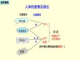 人教版七年级生物下册----4.5人体内废物的排出  课件