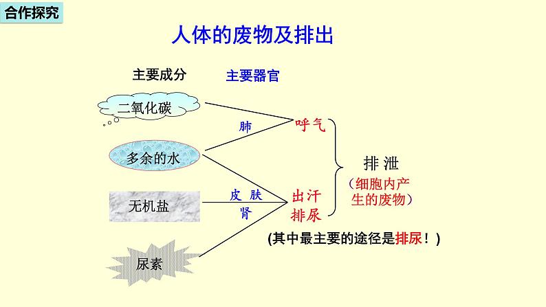 人教版七年级生物下册----4.5人体内废物的排出  课件第4页